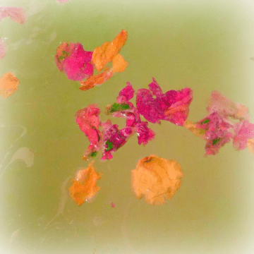 Ylang Song Bath Bomb petals.png